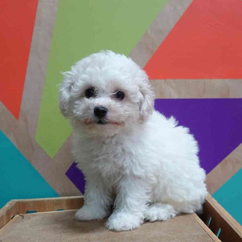 Image of a pet breed in the gallery