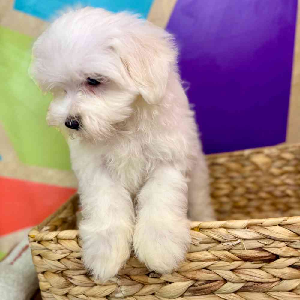 carousel pet images