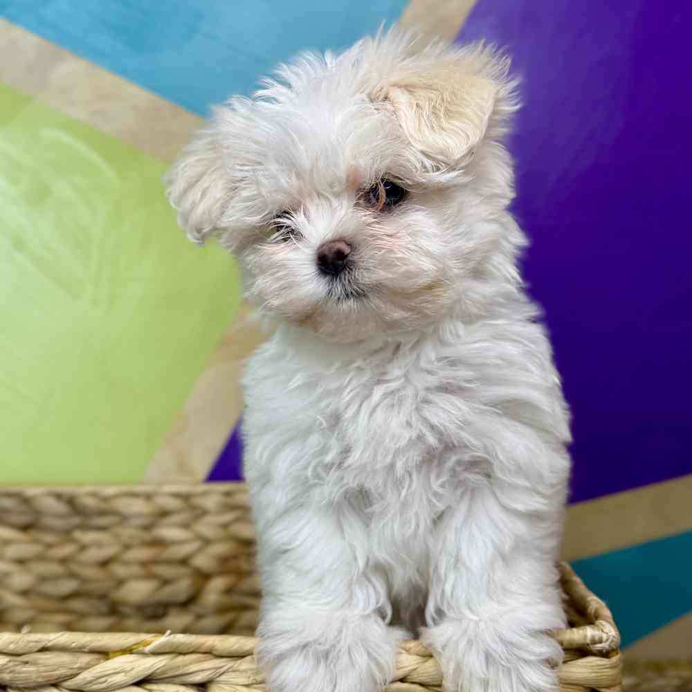 carousel pet images