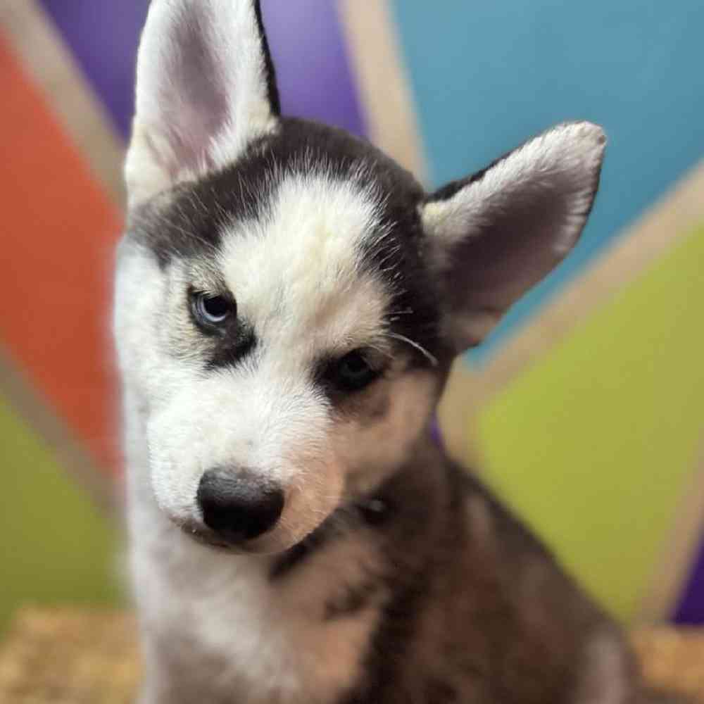 carousel pet images