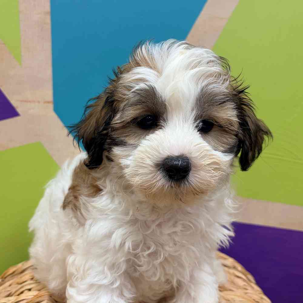 carousel pet images