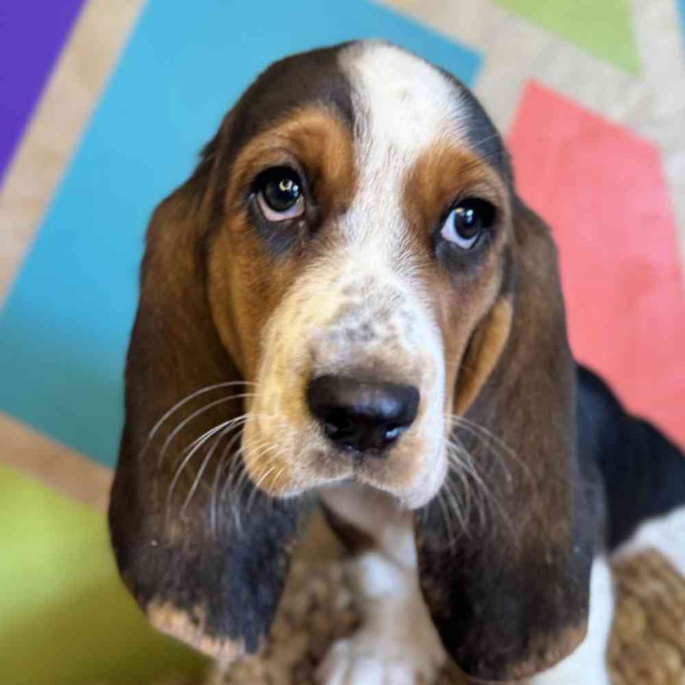 pet breed image