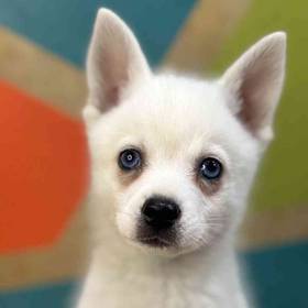 Alaskan Klee Kai