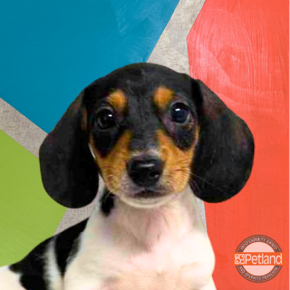 Image of a pet breed in the gallery