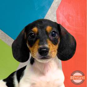 Mini Dachshund