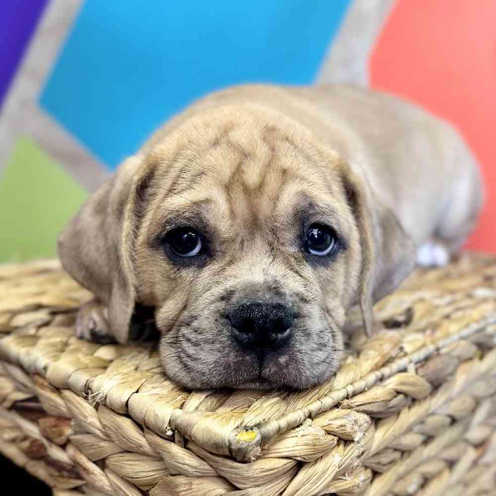 pet breed image