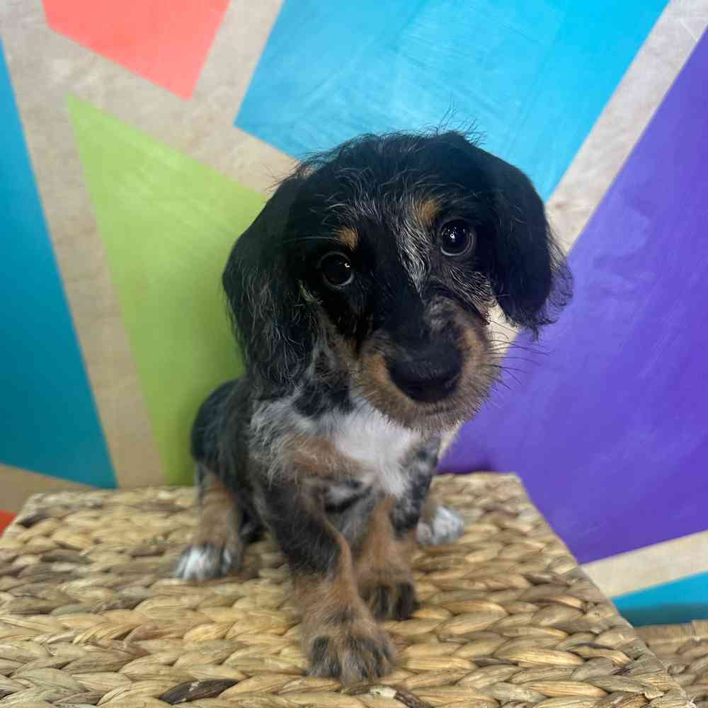 carousel pet images