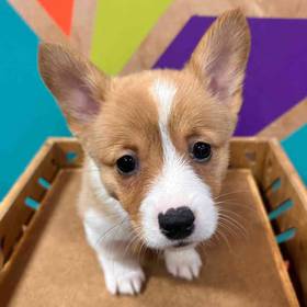 Pembroke Welsh Corgi