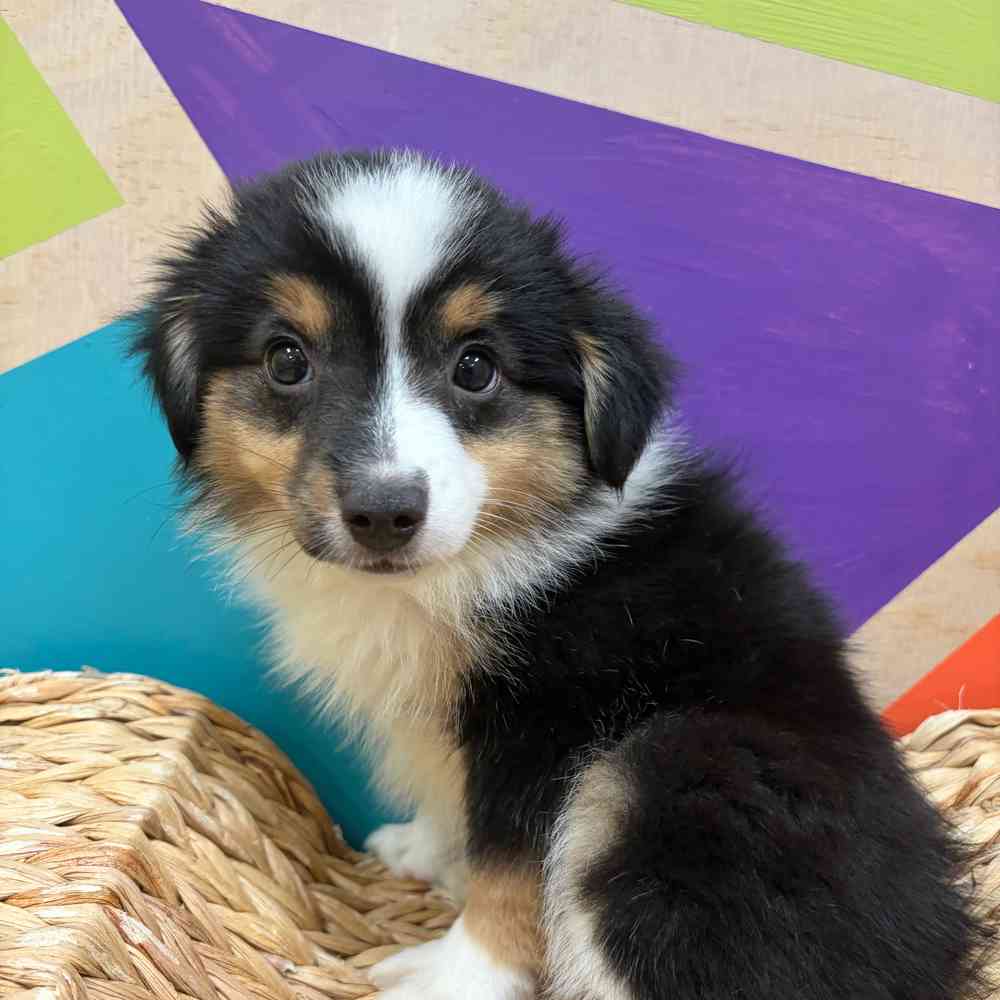 carousel pet images