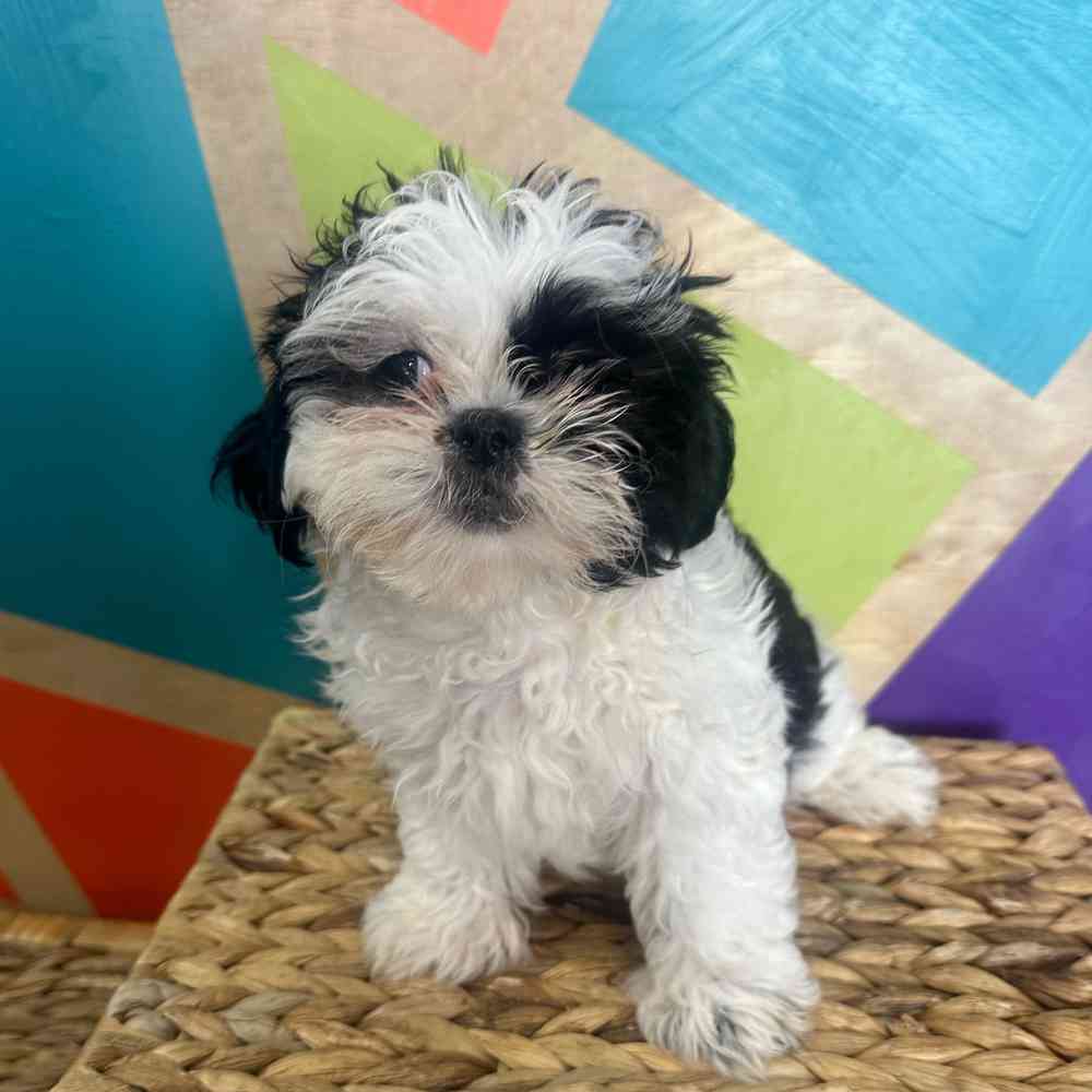 carousel pet images