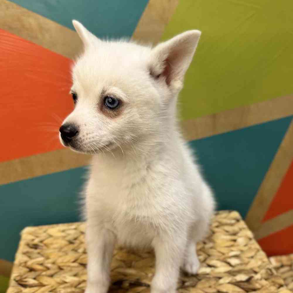 carousel pet images