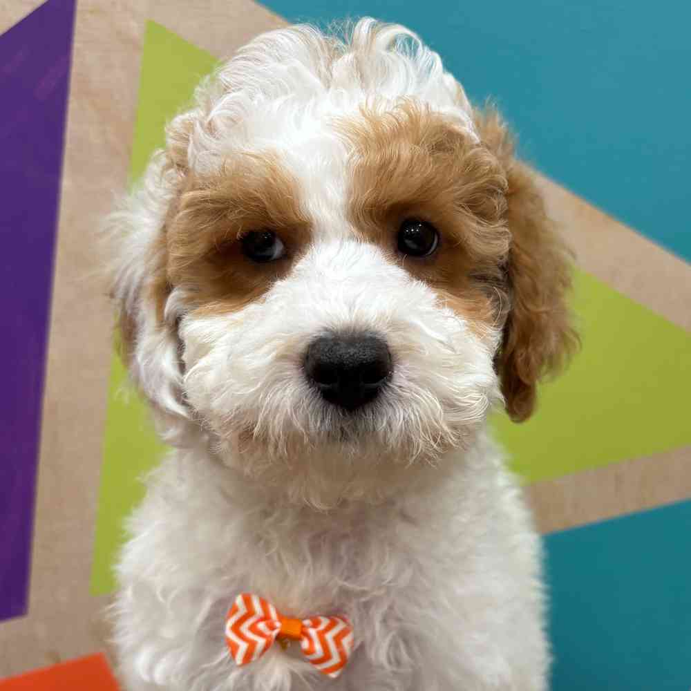 carousel pet images