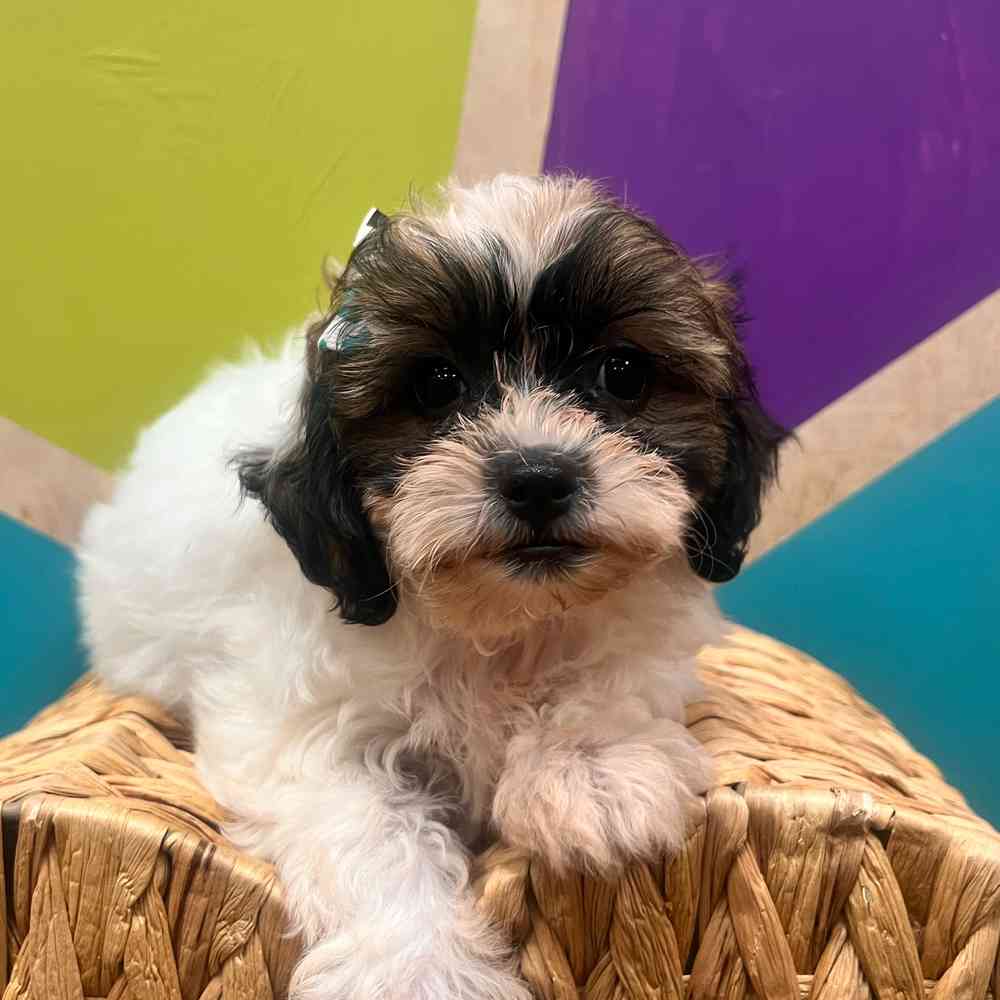 carousel pet images
