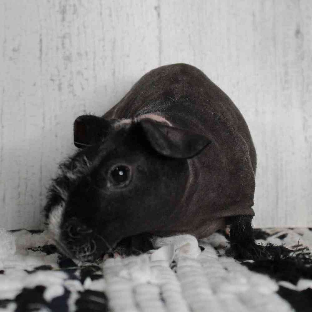 Male Skinny Pig Small Animal for sale