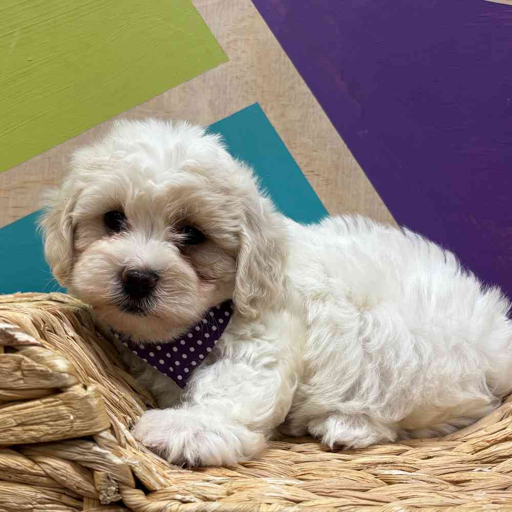 Image of a pet breed in the gallery