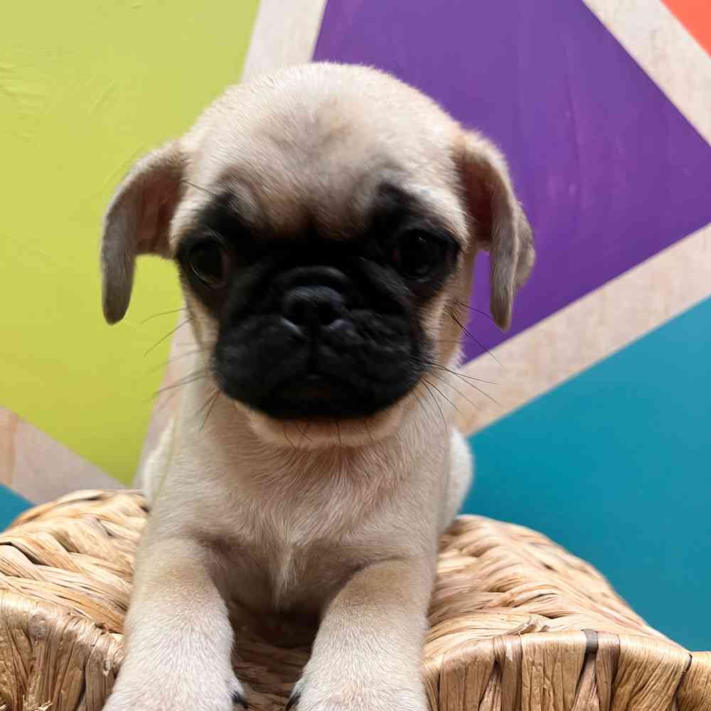 Image of a pet breed in the gallery