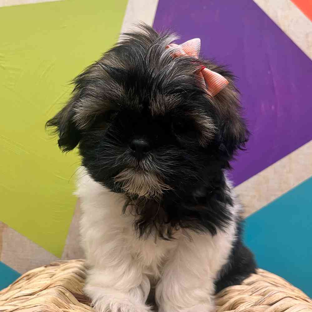 carousel pet images