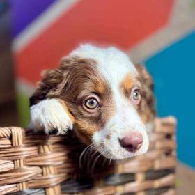 Mini Aussie