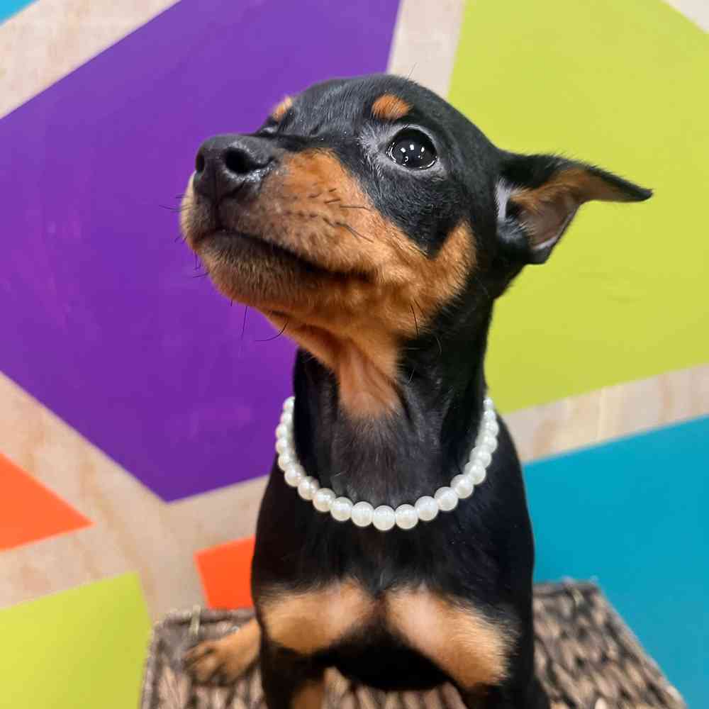 carousel pet images