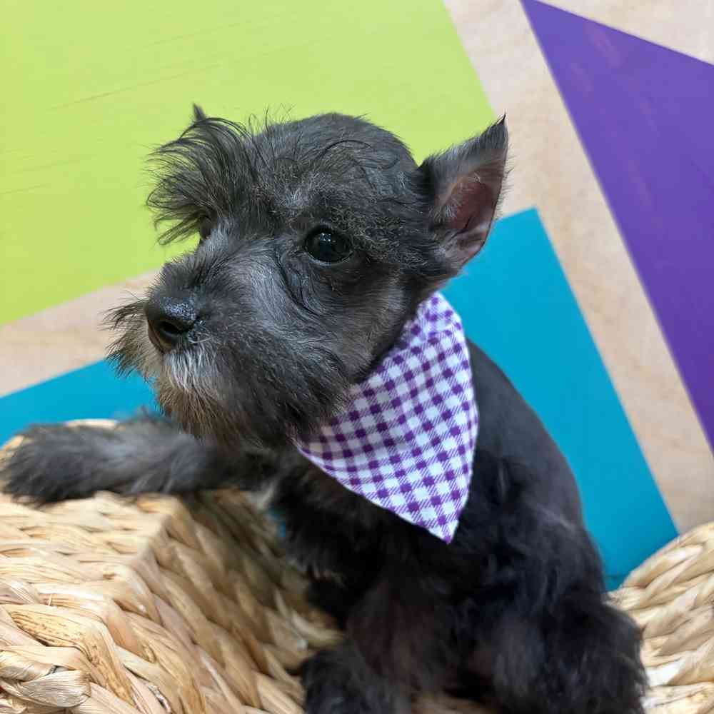 carousel pet images
