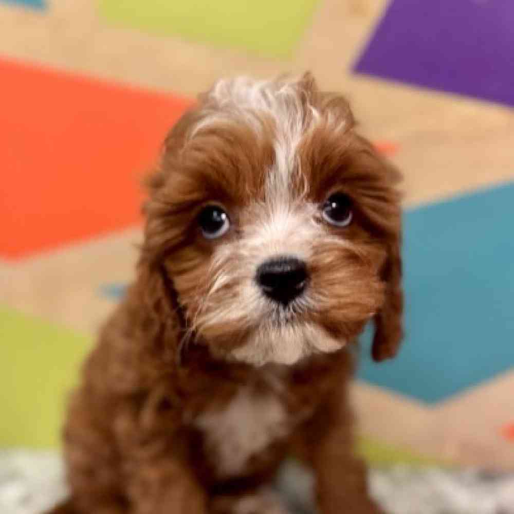 Image of a pet breed in the gallery