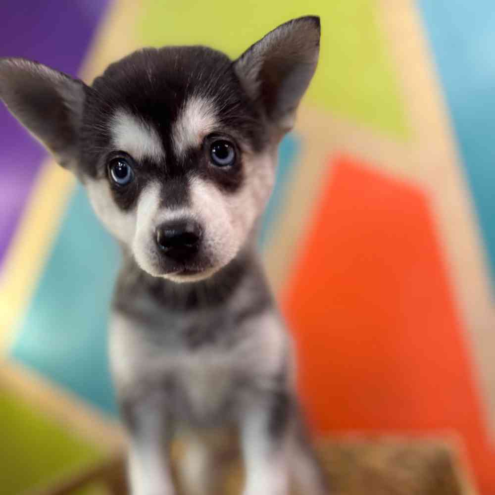 pet breed image