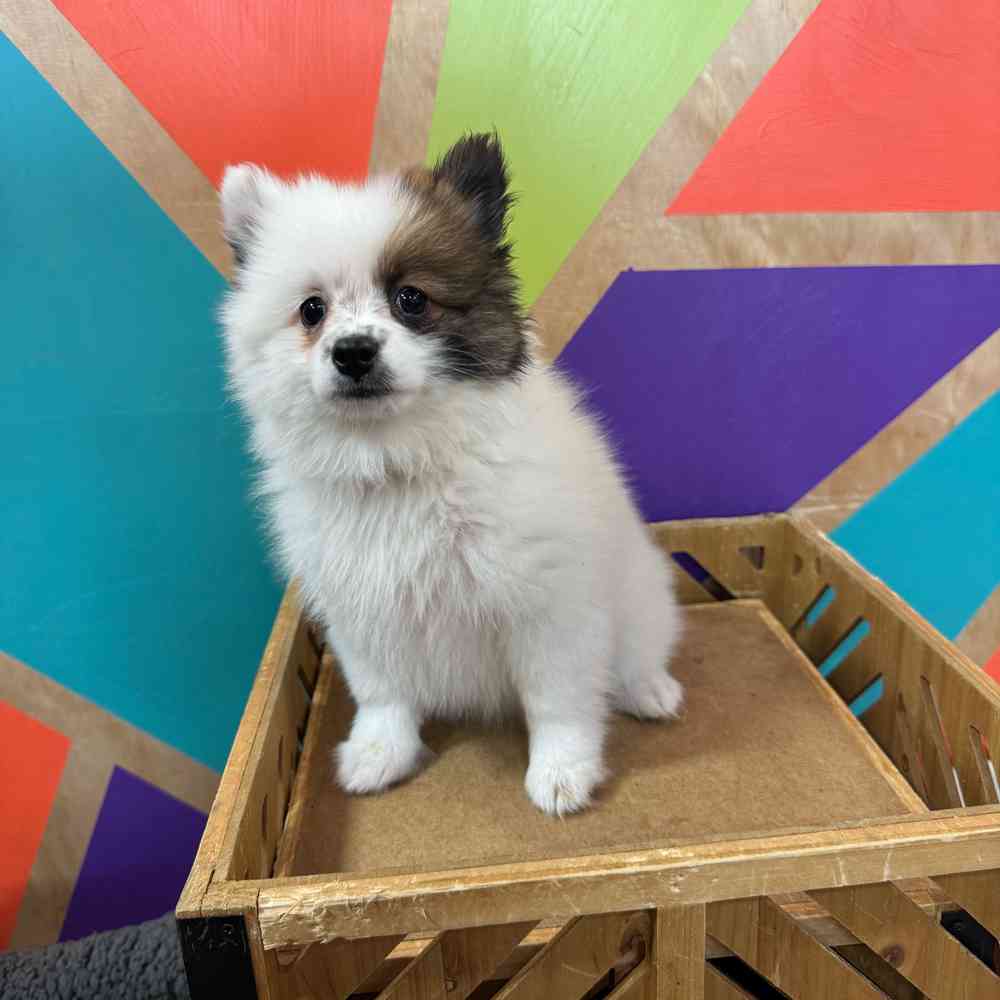 Image of a pet breed in the gallery