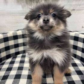 Pomeranian