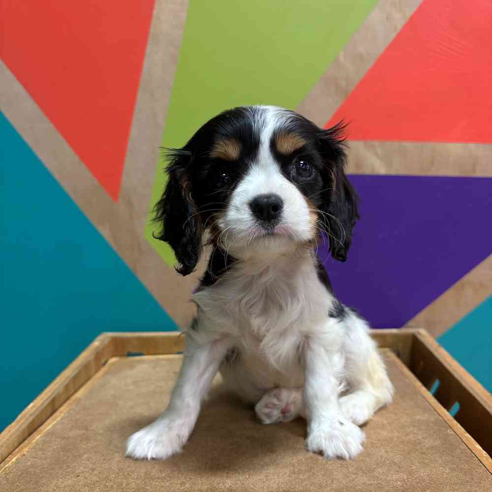 carousel pet images
