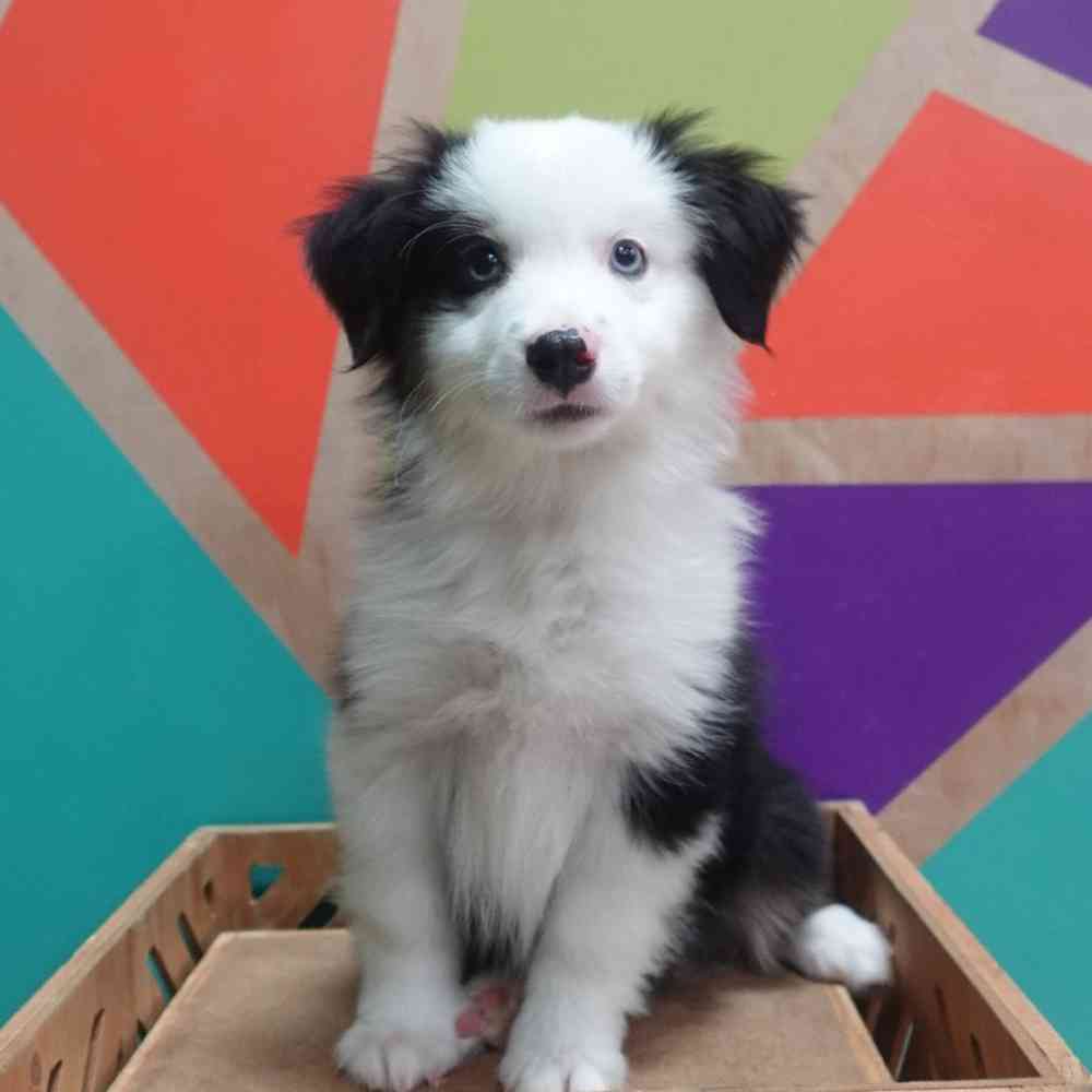 Image of a pet breed in the gallery