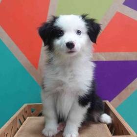 Miniature American Shepherd