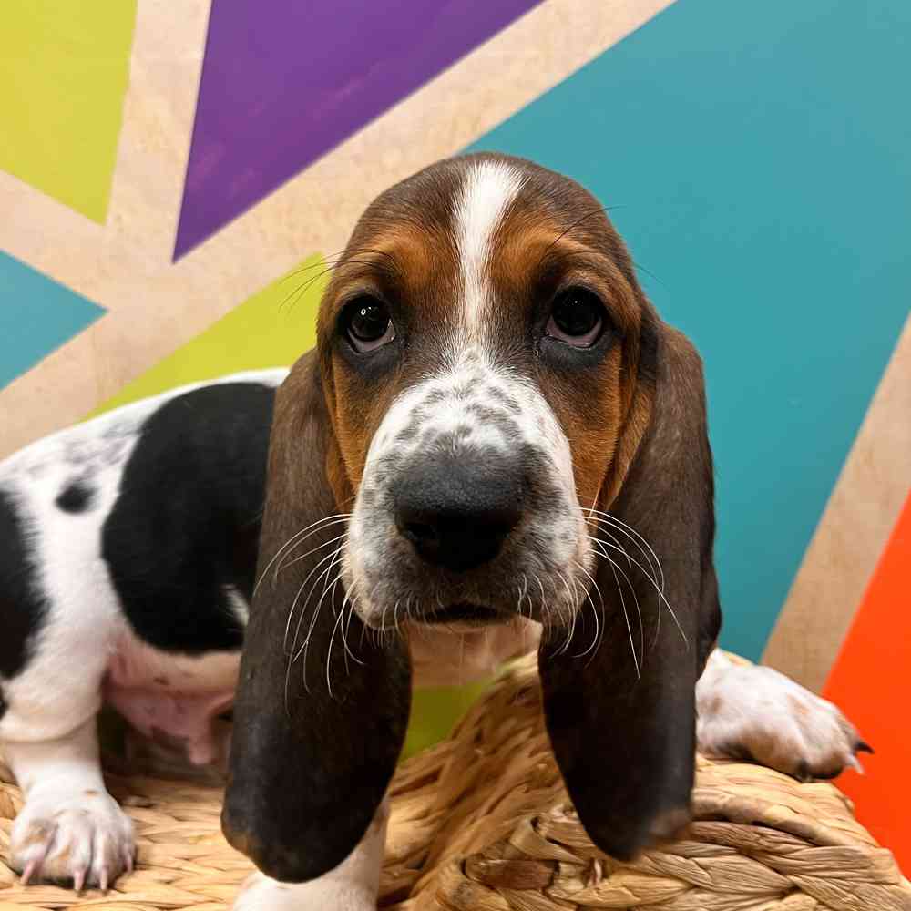 pet breed image