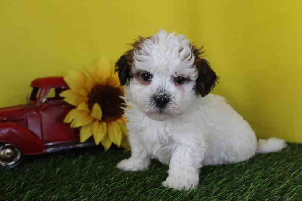 carousel pet images