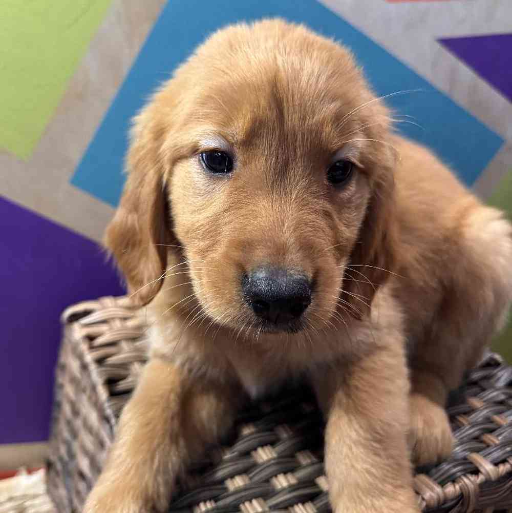 Image of a pet breed in the gallery