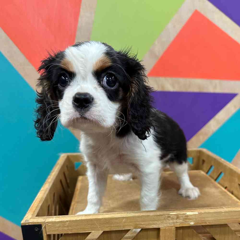 carousel pet images