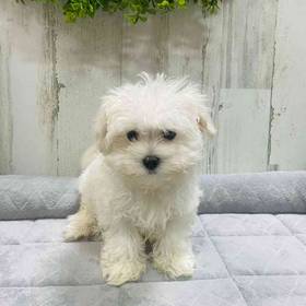 Maltese