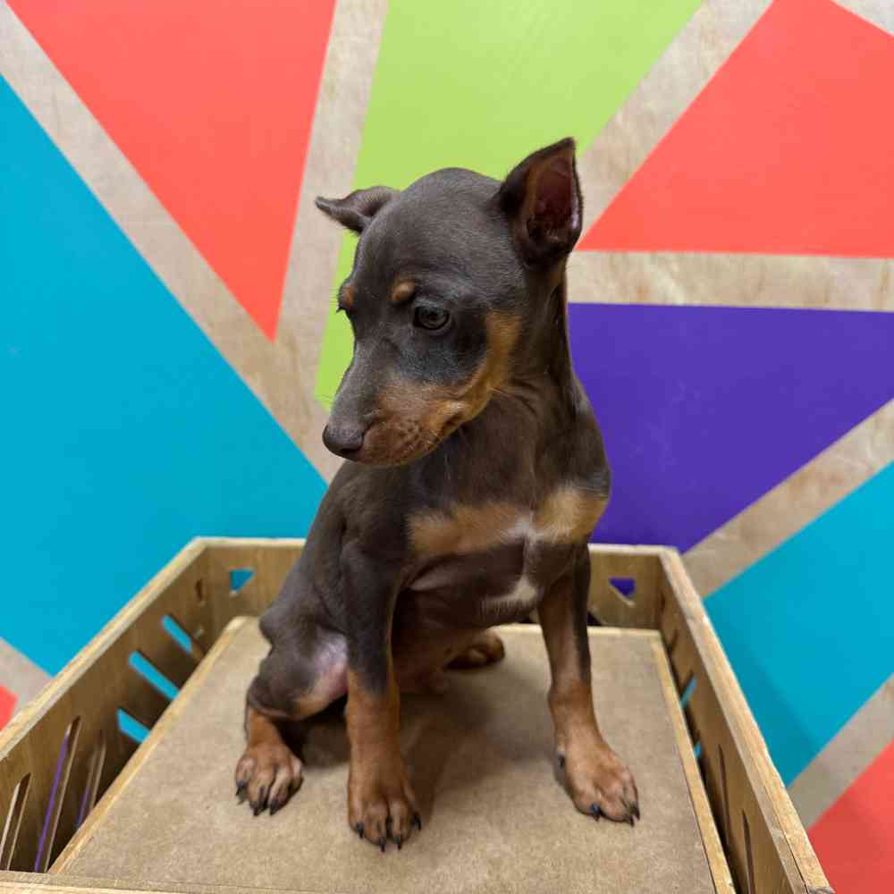 carousel pet images