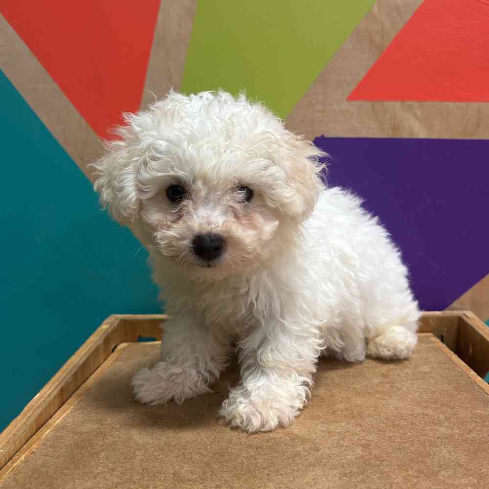 carousel pet images