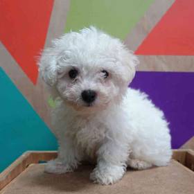 Bichon