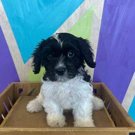 Cavapoo
