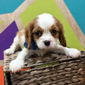 Cavalier King Charles Spaniel