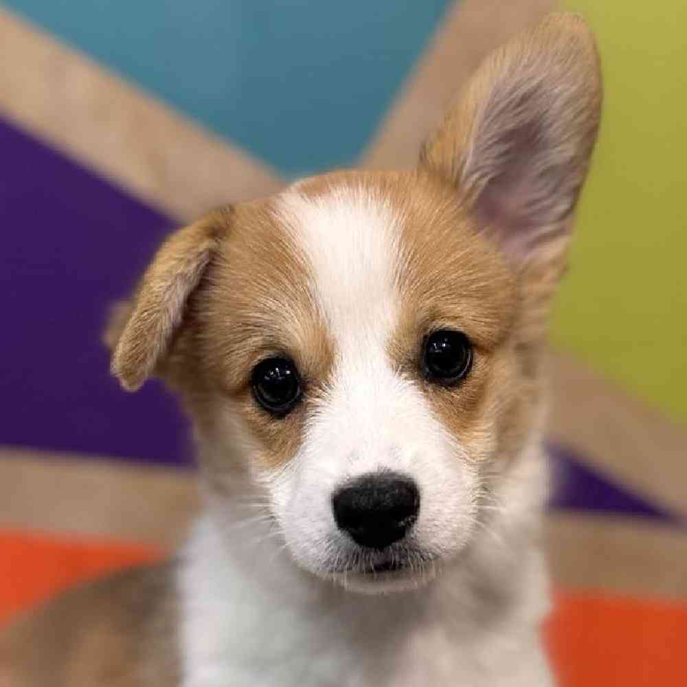 Image of a pet breed in the gallery