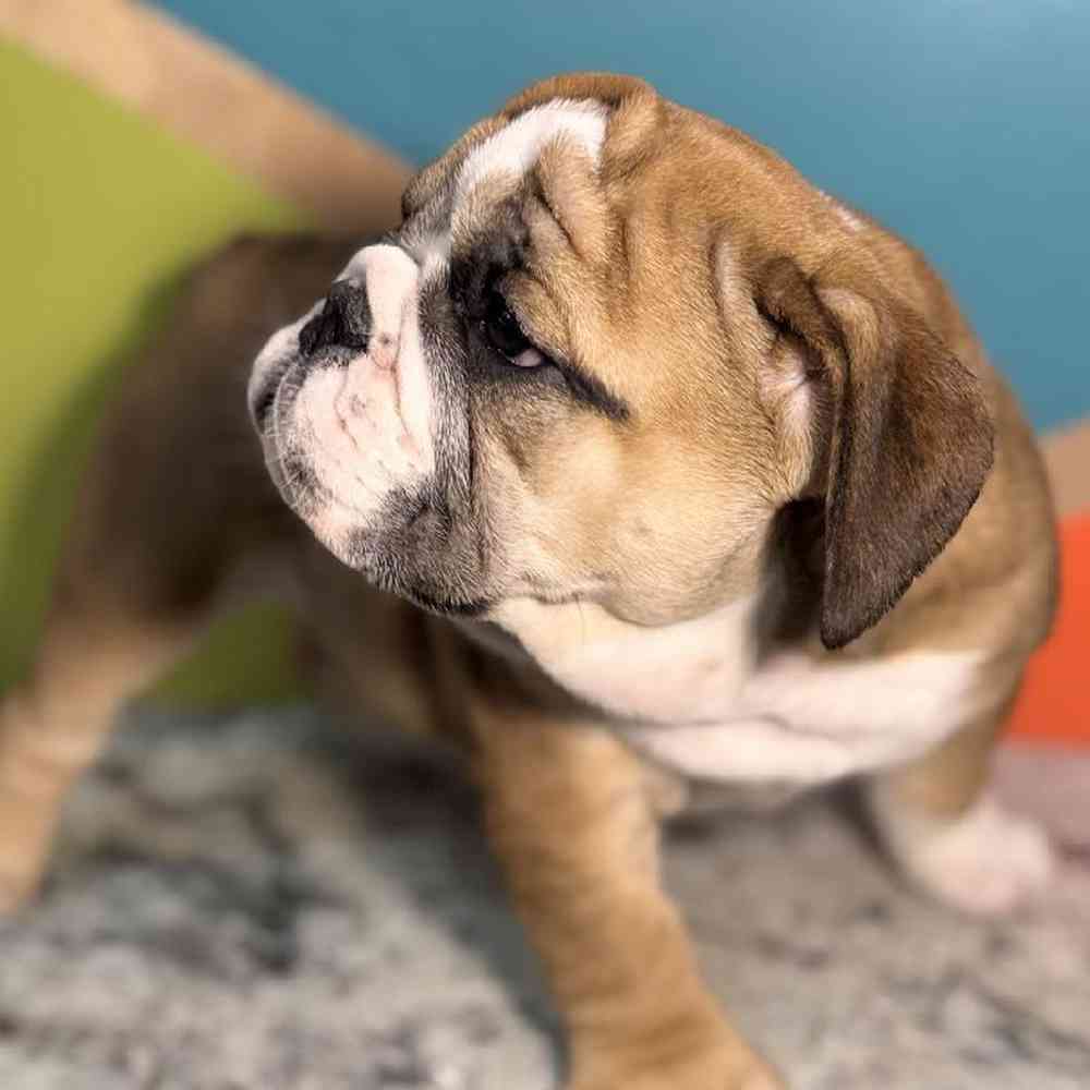 carousel pet images