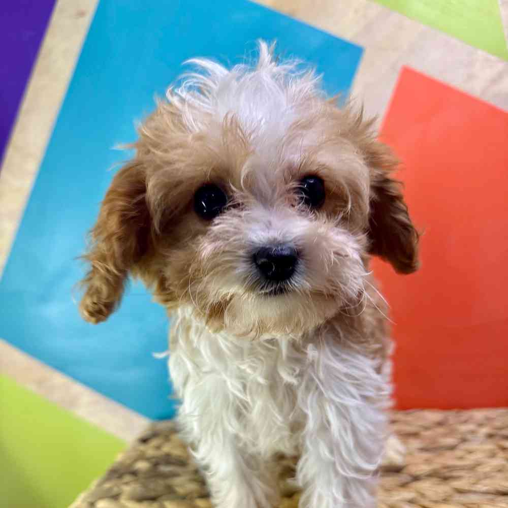 carousel pet images