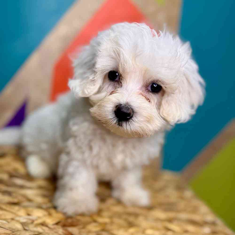 carousel pet images