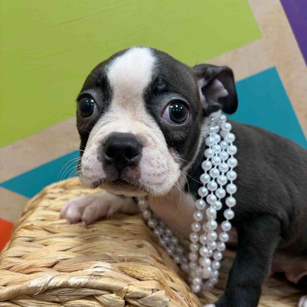 carousel pet images