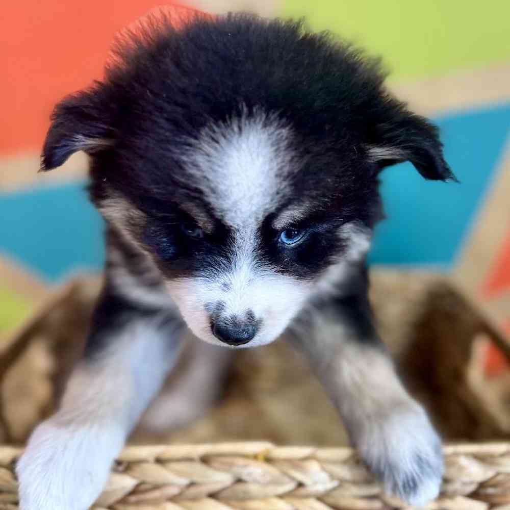 carousel pet images
