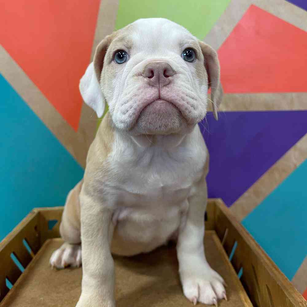 carousel pet images