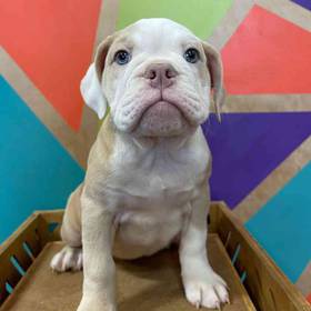 Victorian Bulldog