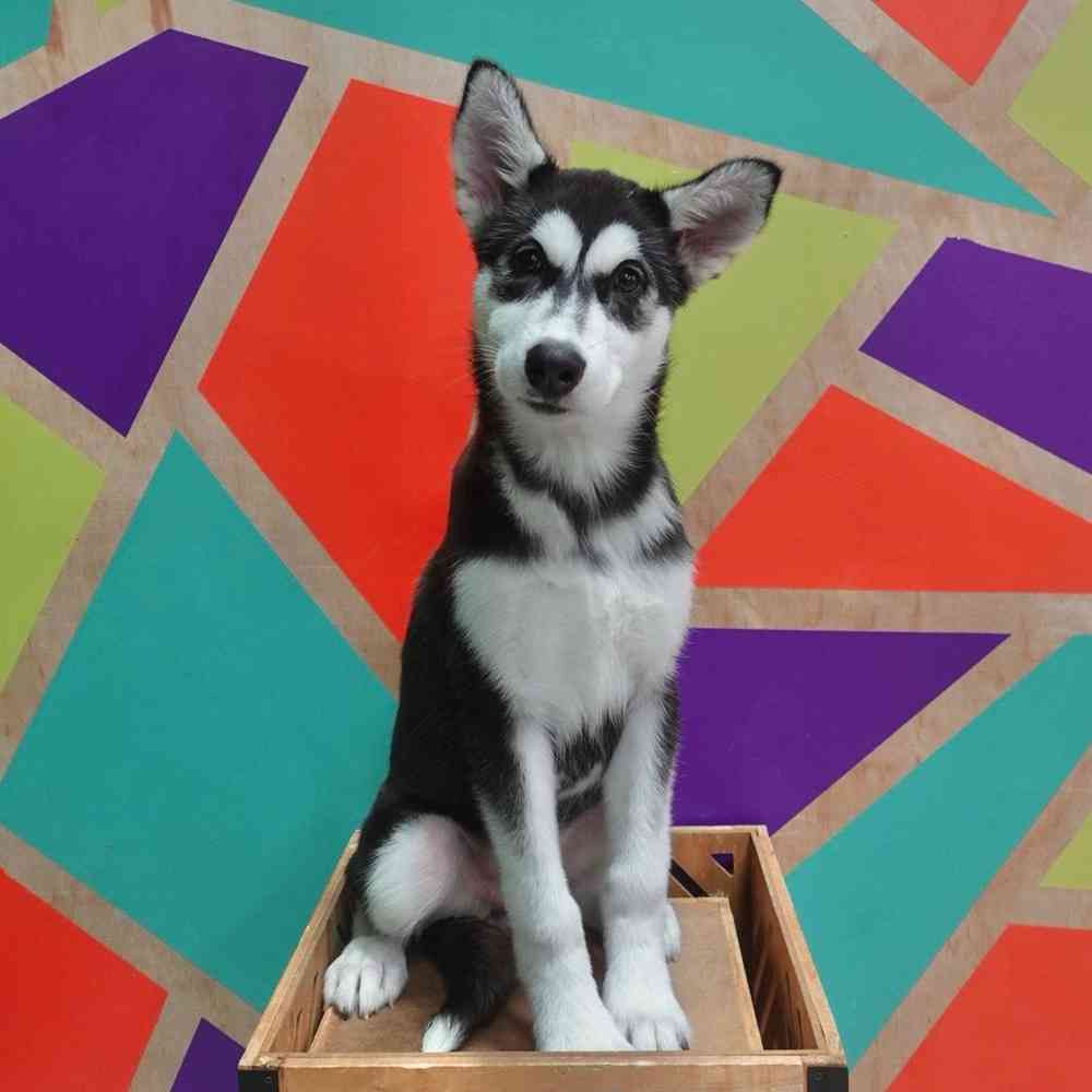 Image of a pet breed in the gallery